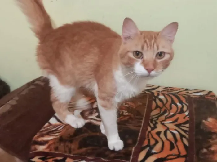 Gato raça SRD idade 1 ano nome Zion