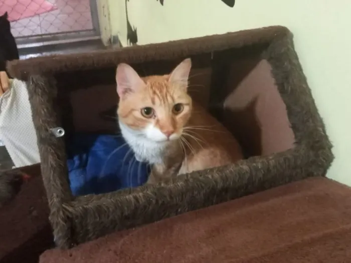 Gato raça SRD idade 1 ano nome Zion