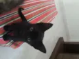 ALEMÃO