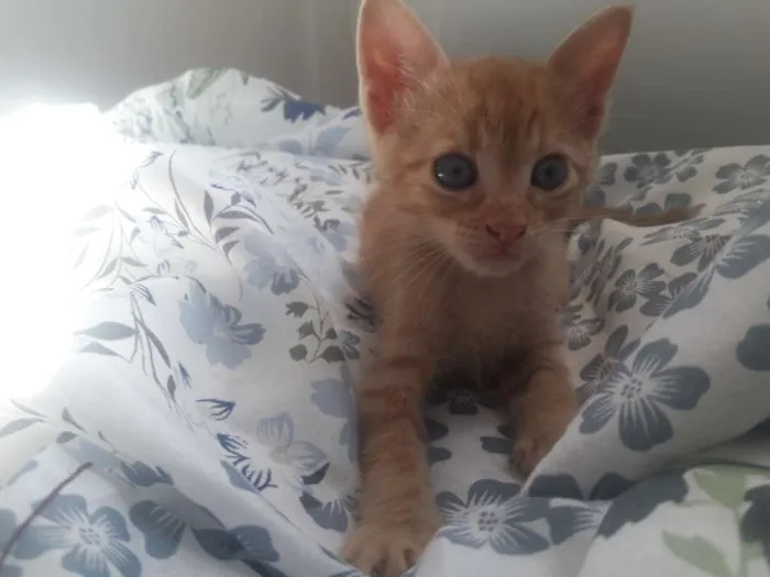 Gato ra a SRD-ViraLata idade 2 a 6 meses nome ALEMÃO