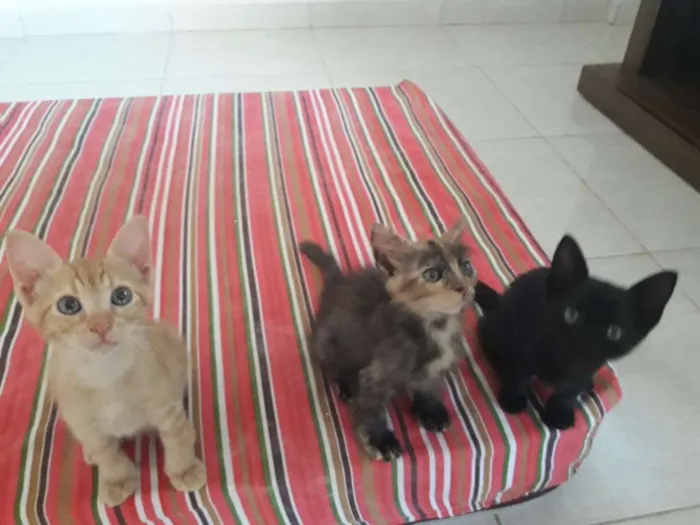 Gato ra a SRD-ViraLata idade 2 a 6 meses nome ALEMÃO
