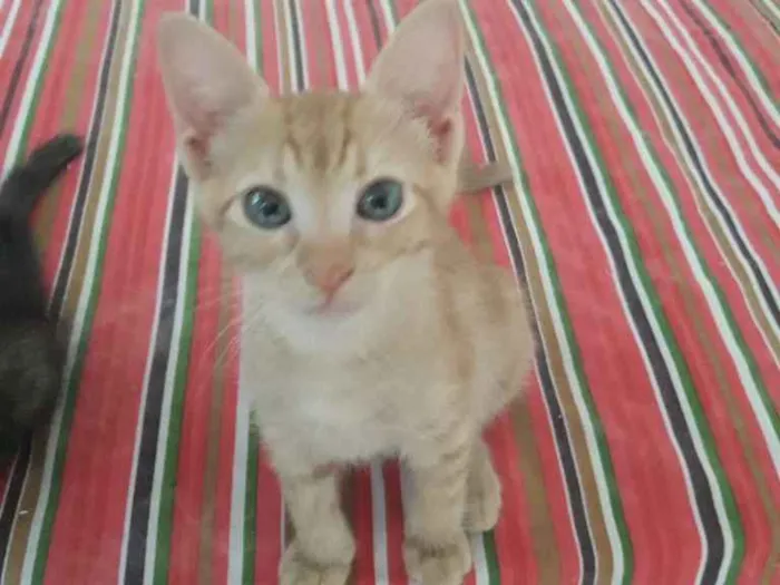 Gato ra a SRD-ViraLata idade 2 a 6 meses nome ALEMÃO