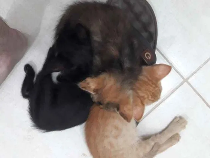 Gato ra a SRD-ViraLata idade 2 a 6 meses nome ALEMÃO