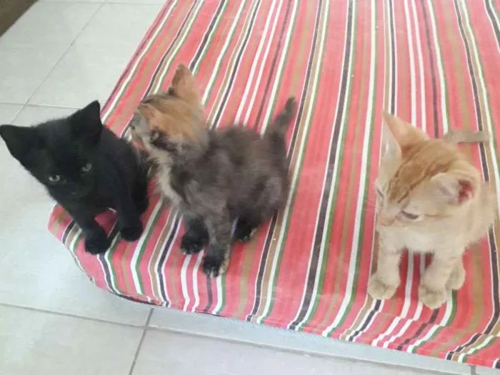Gato ra a SRD-ViraLata idade 2 a 6 meses nome ALEMÃO