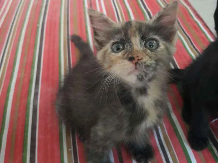 Gato ra a SRD-ViraLata idade 2 a 6 meses nome ALEMÃO