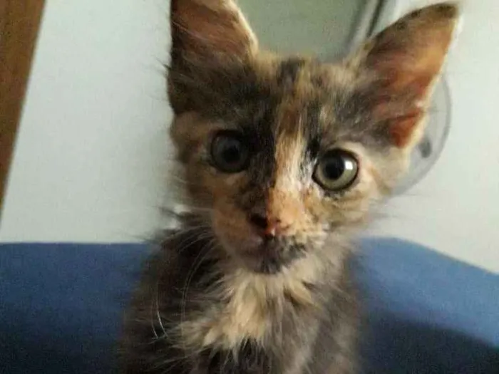 Gato ra a SRD-ViraLata idade 2 a 6 meses nome ALEMÃO