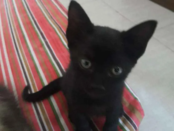 Gato ra a SRD-ViraLata idade 2 a 6 meses nome ALEMÃO