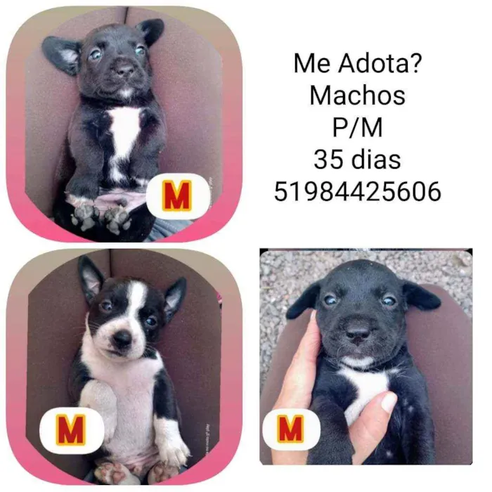 Cachorro raça SRD idade Abaixo de 2 meses nome Filhotes Débora