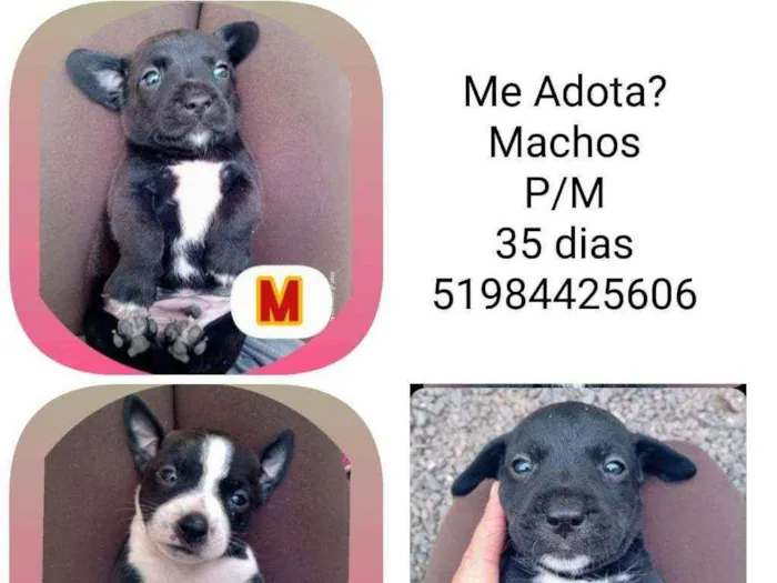Cachorro raça SRD idade Abaixo de 2 meses nome Filhotes Débora