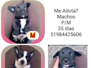 Cachorro raça SRD idade Abaixo de 2 meses nome Filhotes Débora