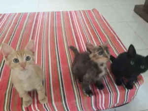 Gato raça SRD-ViraLata idade 2 a 6 meses nome ALEMÃO