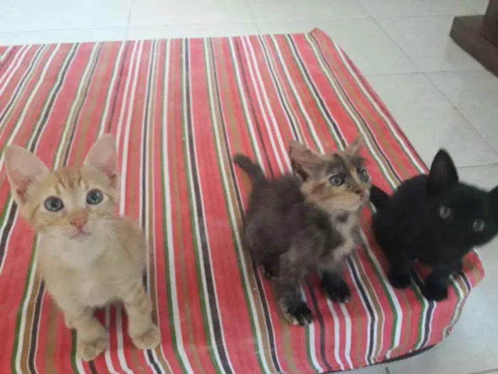 Gato ra a SRD-ViraLata idade 2 a 6 meses nome ALEMÃO