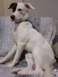 Bolt
