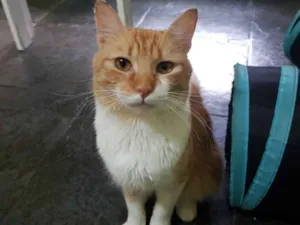 Gato raça SRD idade 1 ano nome Zion