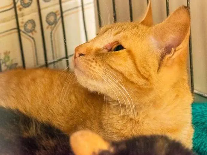 Gato raça SRD idade 7 a 11 meses nome Zelda