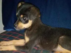 Cachorro raça SRDpre idade 2 a 6 meses nome Ainda não têm nome