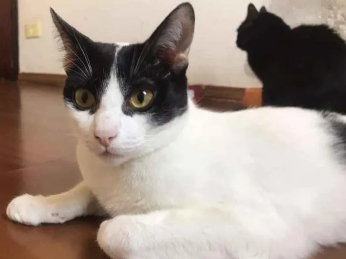 Gato raça SRD idade 1 ano nome Paul McCartney