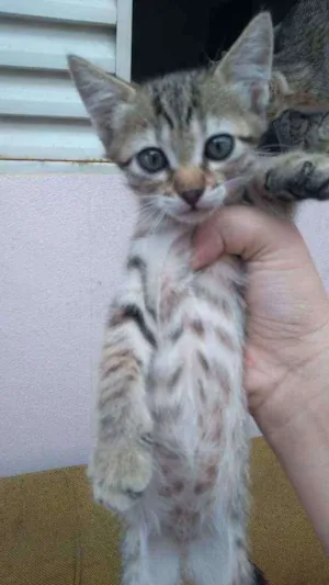 Gato raça Srd idade 2 a 6 meses nome Tigresa