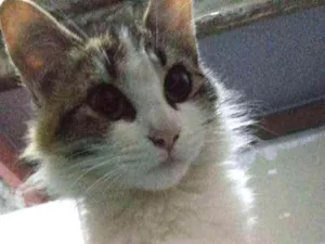Gato raça  idade 7 a 11 meses nome Gaby El gatito Diana