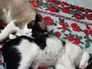 Gato raça Sem definição  idade 1 ano nome Vasco