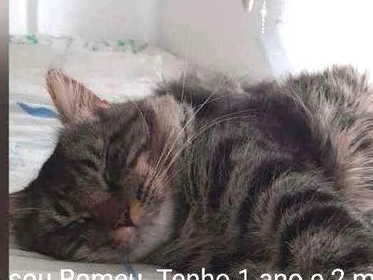 Gato raça Sem raça definida  idade 1 ano nome Rimeu