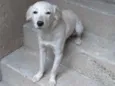 Kiara