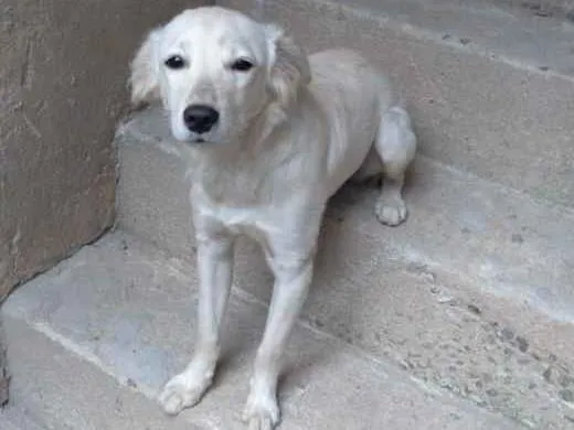 Cachorro raça SRD-ViraLata idade 2 a 6 meses nome Kiara