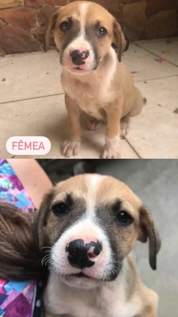 Cachorro ra a Sem Raça Definida idade Abaixo de 2 meses nome Sem Nome