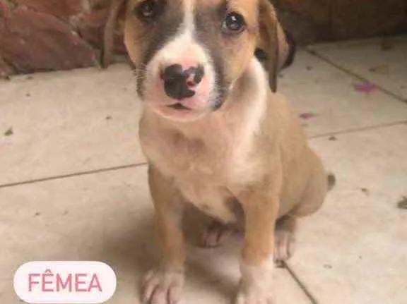 Cachorro ra a Sem Raça Definida idade Abaixo de 2 meses nome Sem Nome