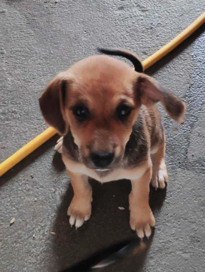 Cachorro ra a Sem raça definida idade 2 a 6 meses nome Não tem