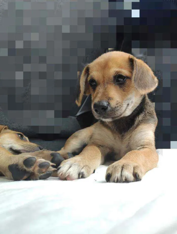 Cachorro ra a Sem raça definida idade 2 a 6 meses nome Não tem