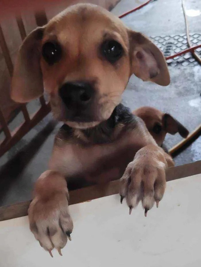 Cachorro ra a Sem raça definida idade 2 a 6 meses nome Não tem