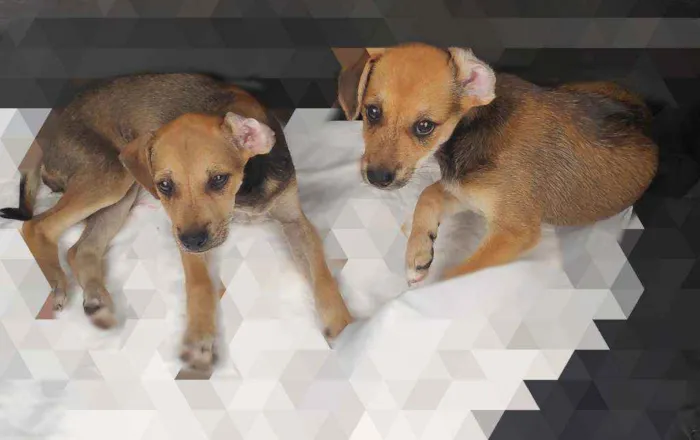 Cachorro ra a Sem raça definida idade 2 a 6 meses nome Não tem