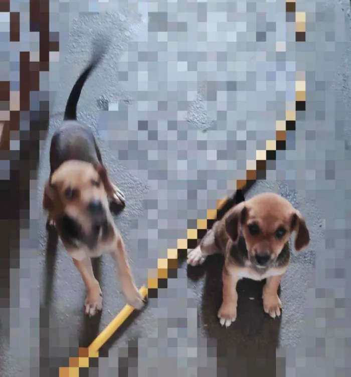 Cachorro ra a Sem raça definida idade 2 a 6 meses nome Não tem