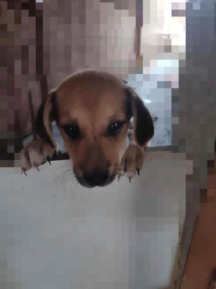 Cachorro ra a Sem raça definida idade 2 a 6 meses nome Não tem