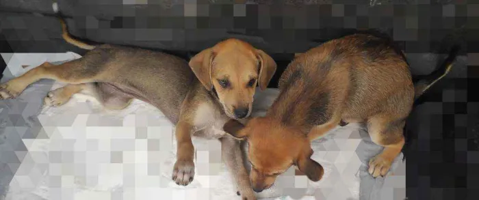 Cachorro ra a Sem raça definida idade 2 a 6 meses nome Não tem