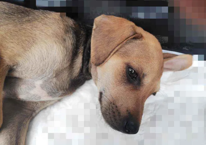 Cachorro ra a Sem raça definida idade 2 a 6 meses nome Não tem