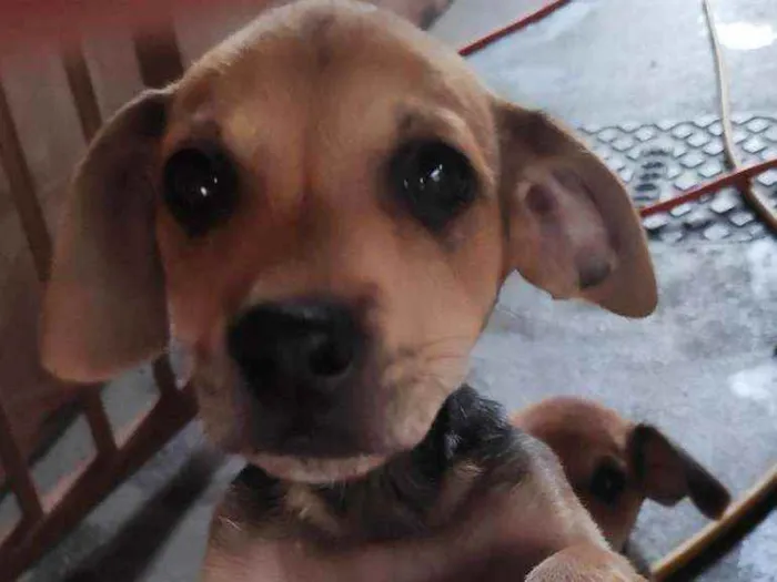 Cachorro ra a Sem raça definida idade 2 a 6 meses nome Não tem