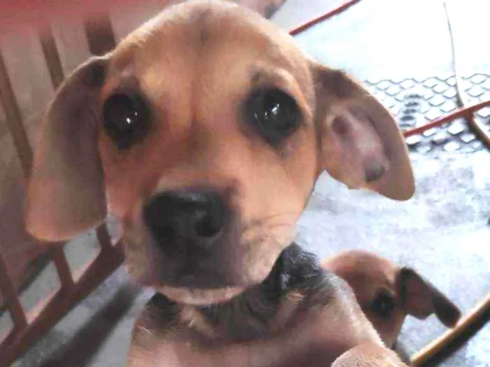 Cachorro ra a Sem raça definida idade 2 a 6 meses nome Não tem
