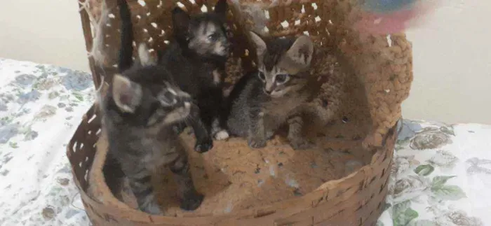 Gato ra a Sem raça  idade Abaixo de 2 meses nome Não tem nome