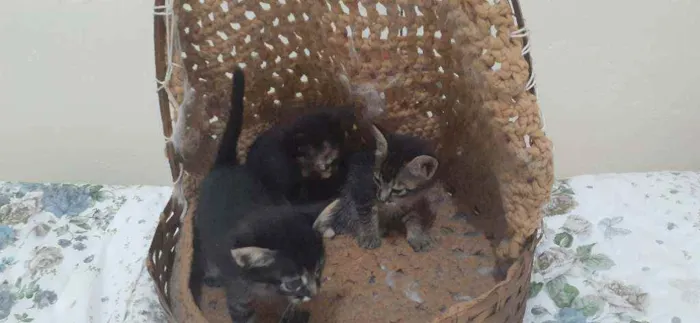 Gato ra a Sem raça  idade Abaixo de 2 meses nome Não tem nome