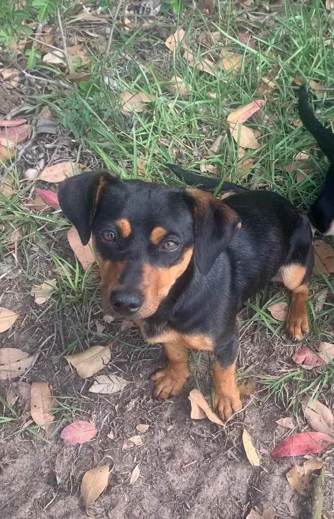 Cachorro ra a Sem raça  idade 2 anos nome Wendy