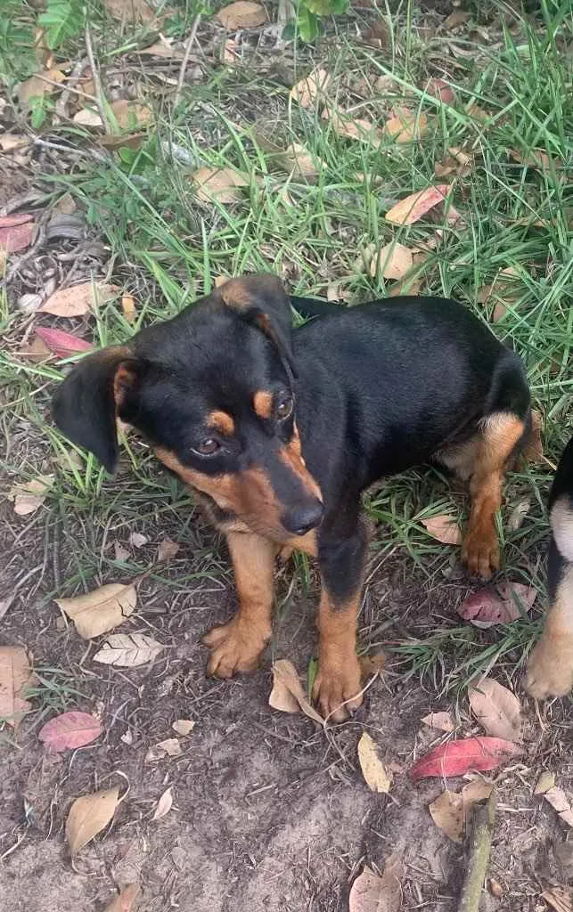 Cachorro ra a Sem raça  idade 2 anos nome Wendy