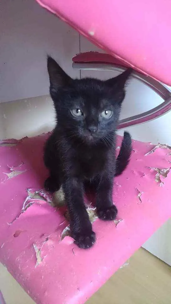 Gato ra a Srd idade 2 a 6 meses nome Rebecca