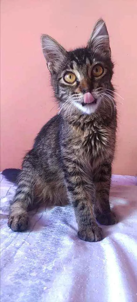 Gato ra a Srd idade 2 a 6 meses nome Ayla