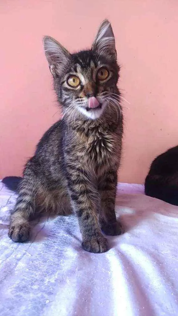 Gato ra a Srd idade 2 a 6 meses nome Ayla