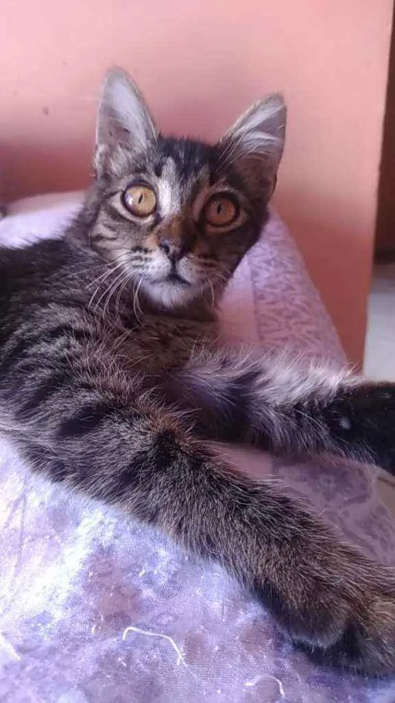 Gato ra a Srd idade 2 a 6 meses nome Ayla