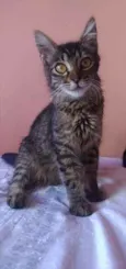 Ayla