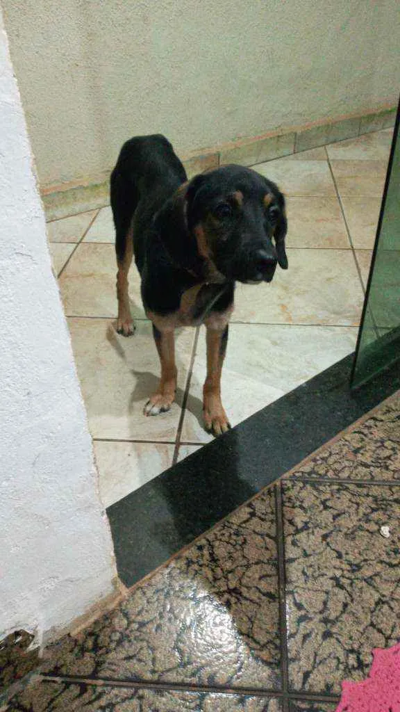 Cachorro ra a Lavrador místico  idade 7 a 11 meses nome Bethoven 