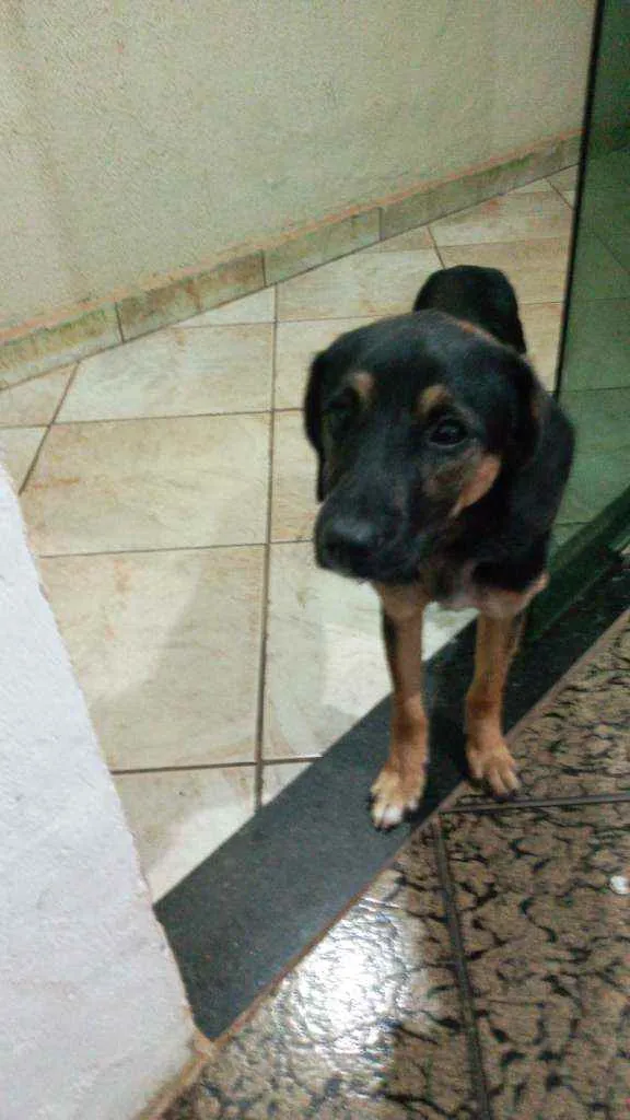 Cachorro ra a Lavrador místico  idade 7 a 11 meses nome Bethoven 